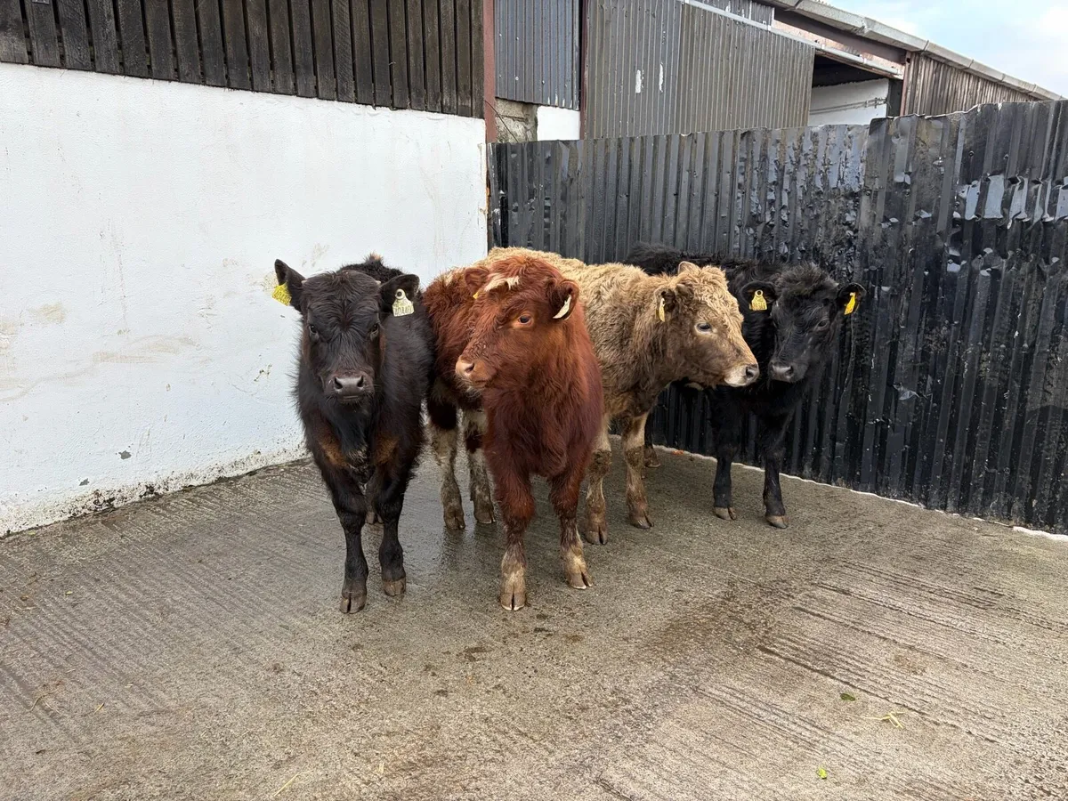 4 230 kilo suckler breed continental bullweanlings - Image 3