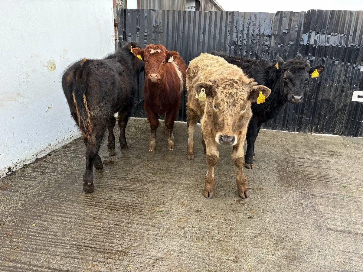 4 230 kilo suckler breed continental bullweanlings - Image 4