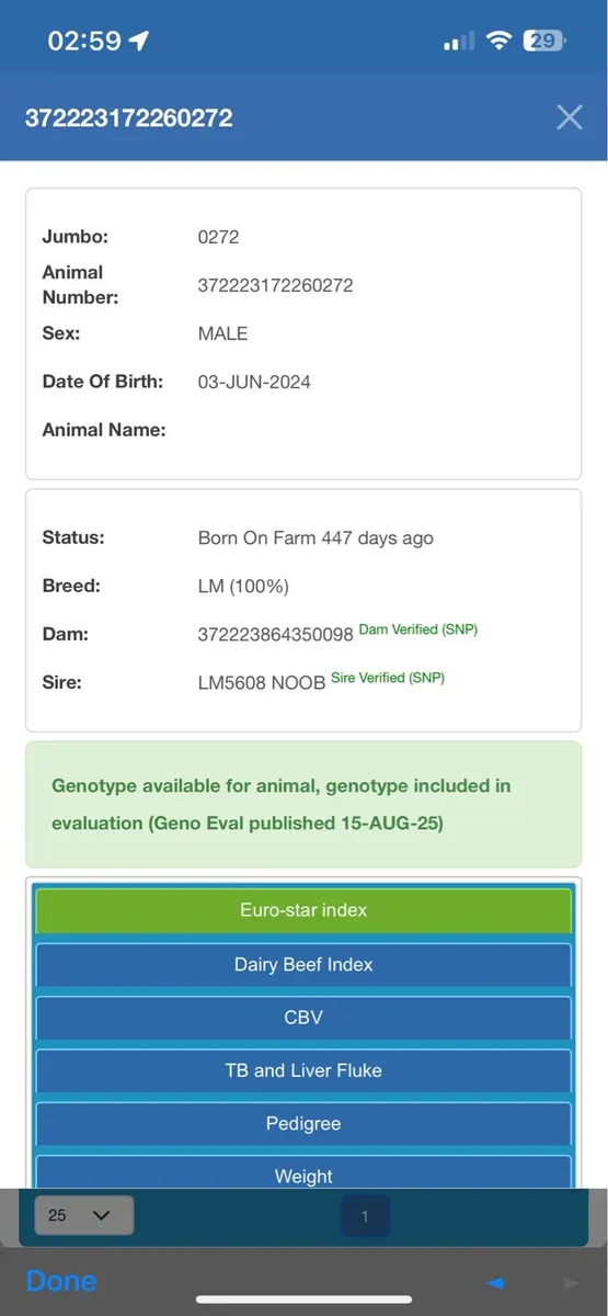 💥💥PEDIGREE LIMOUSIN BULLS💥💥 - Image 3