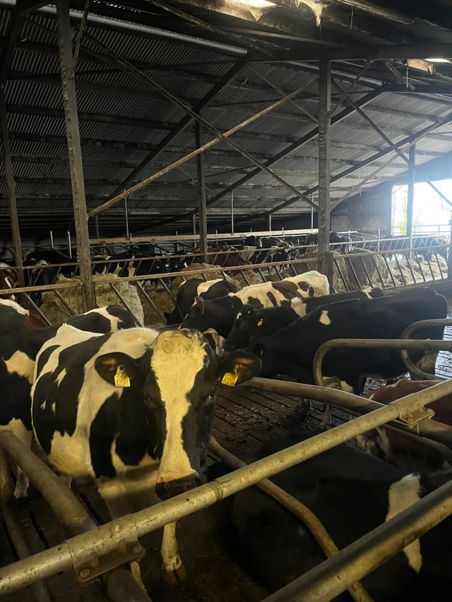 Incalf + Calved Heifers & Young Cows for sale - Image 2