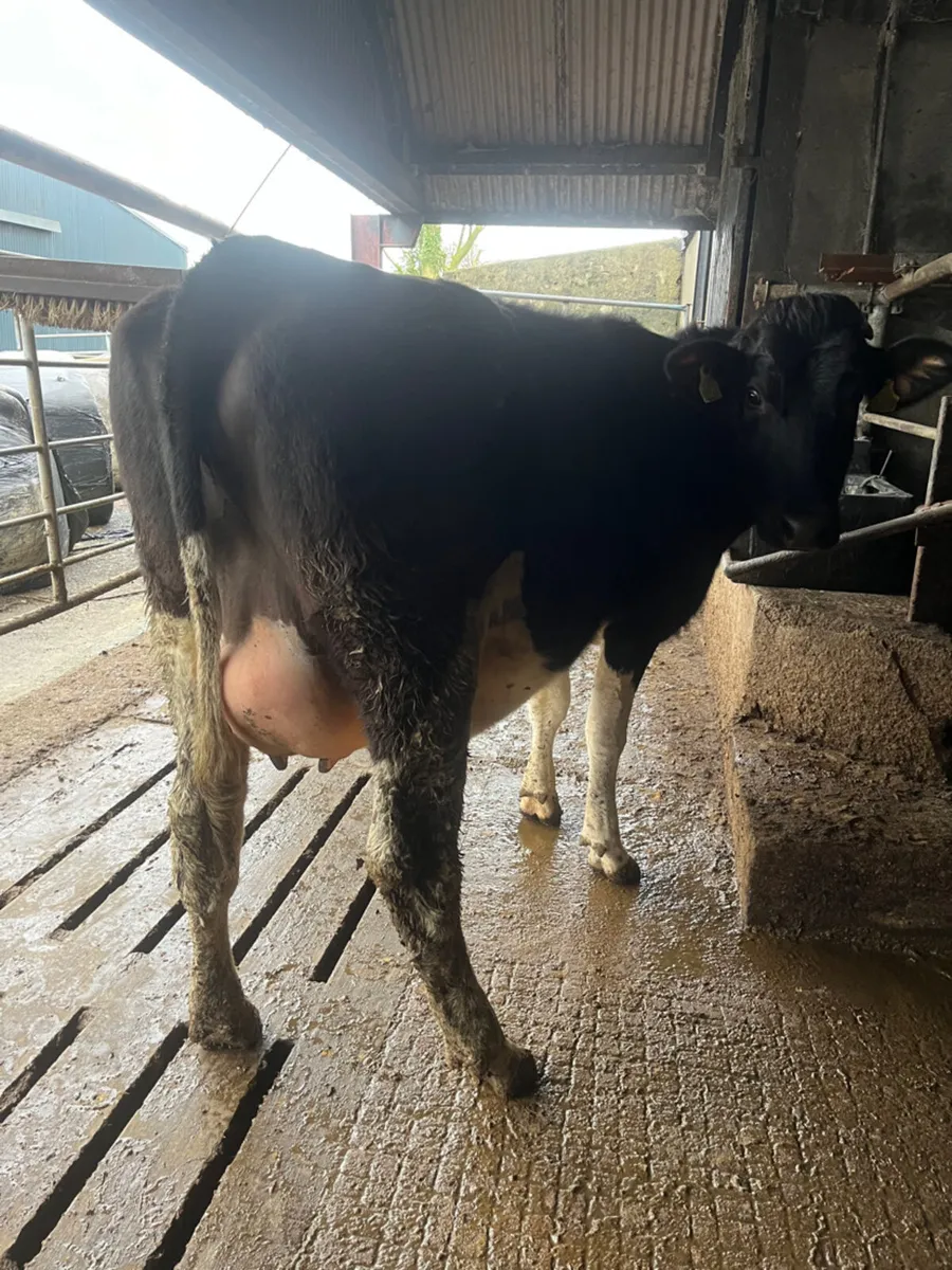 Incalf + Calved Heifers & Young Cows for sale - Image 3