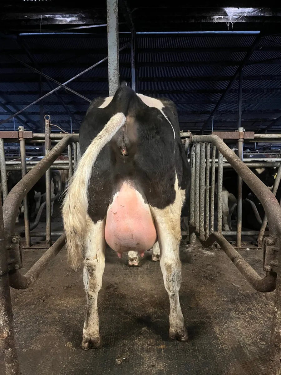 Incalf + Calved Heifers & Young Cows for sale - Image 1