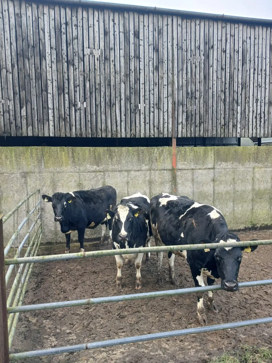 Incalf Heifers - Image 2