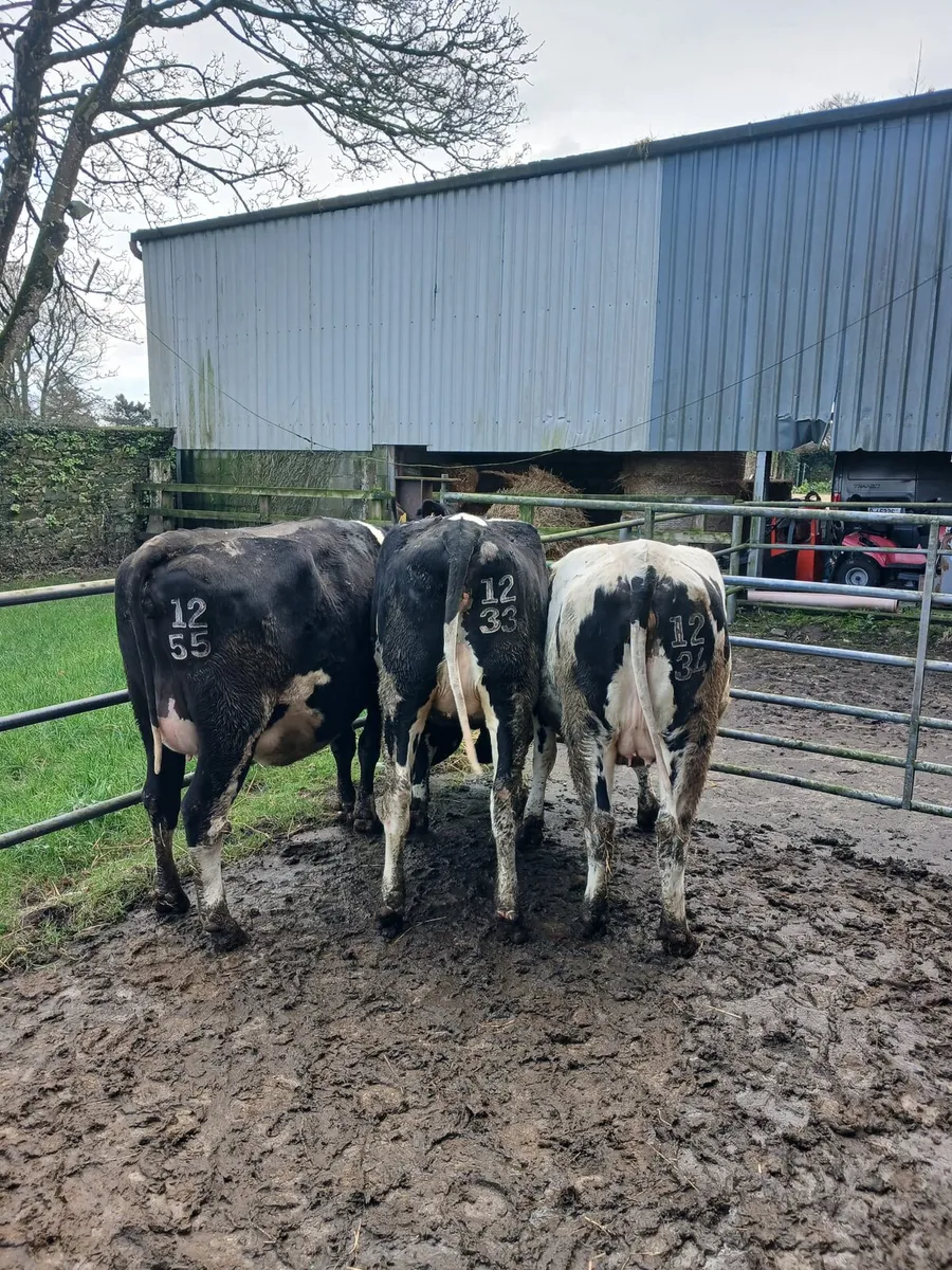 Incalf Heifers - Image 1