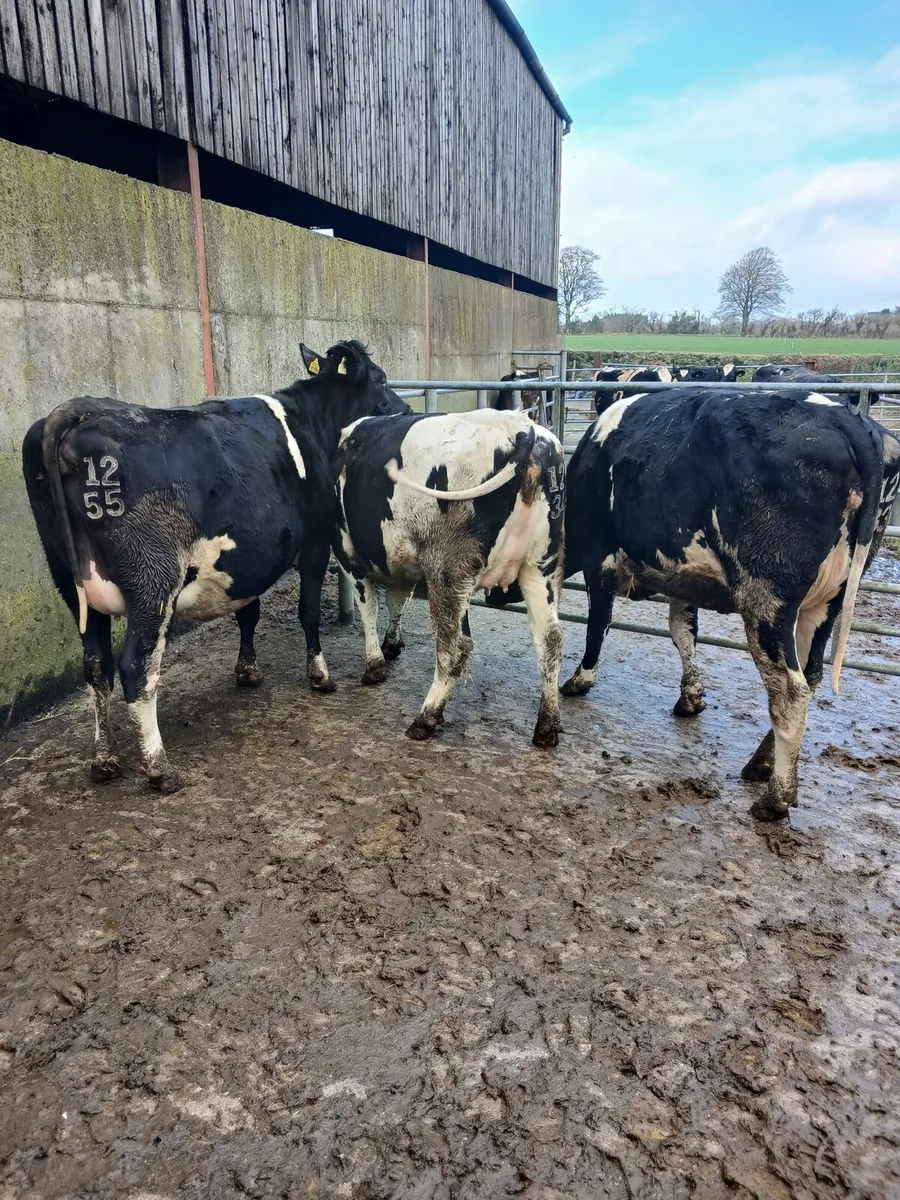 Incalf Heifers - Image 3