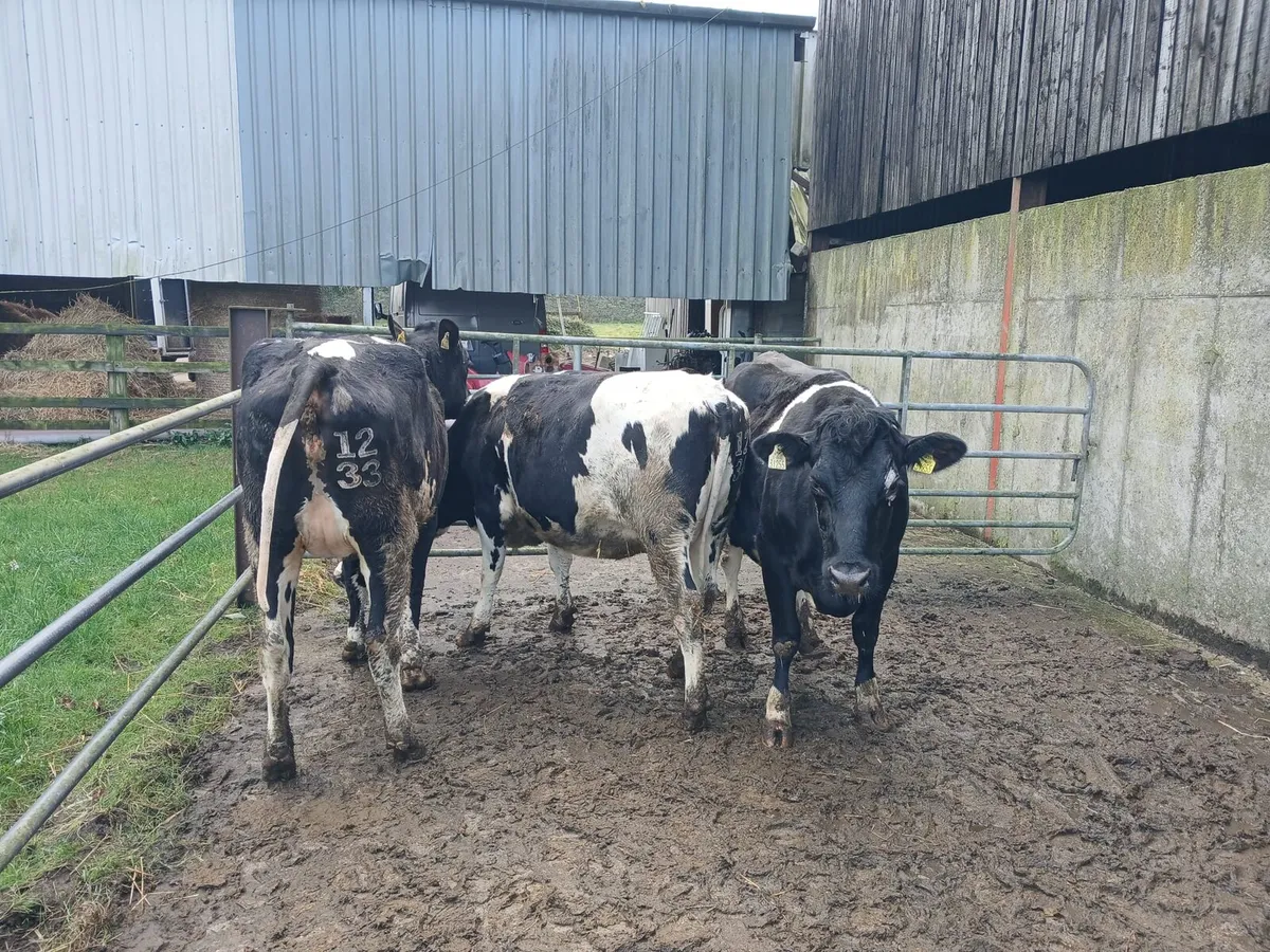 Incalf Heifers - Image 4