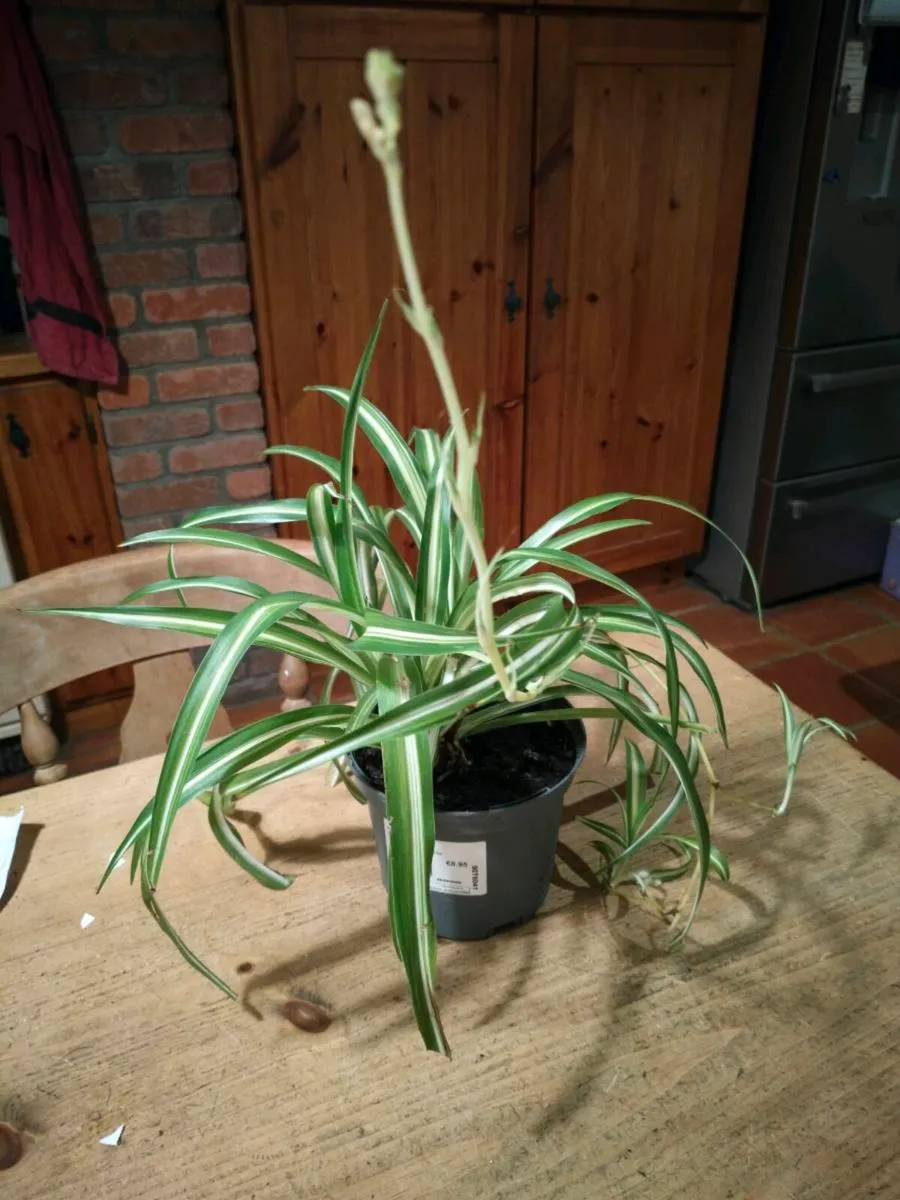 Spider plant all sizes - Image 1