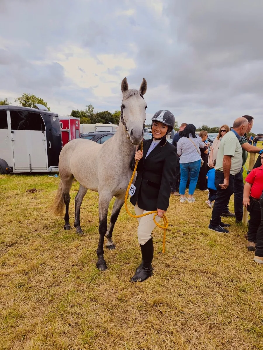 Beautiful Full Connemara Class 1 Breeding - Image 4