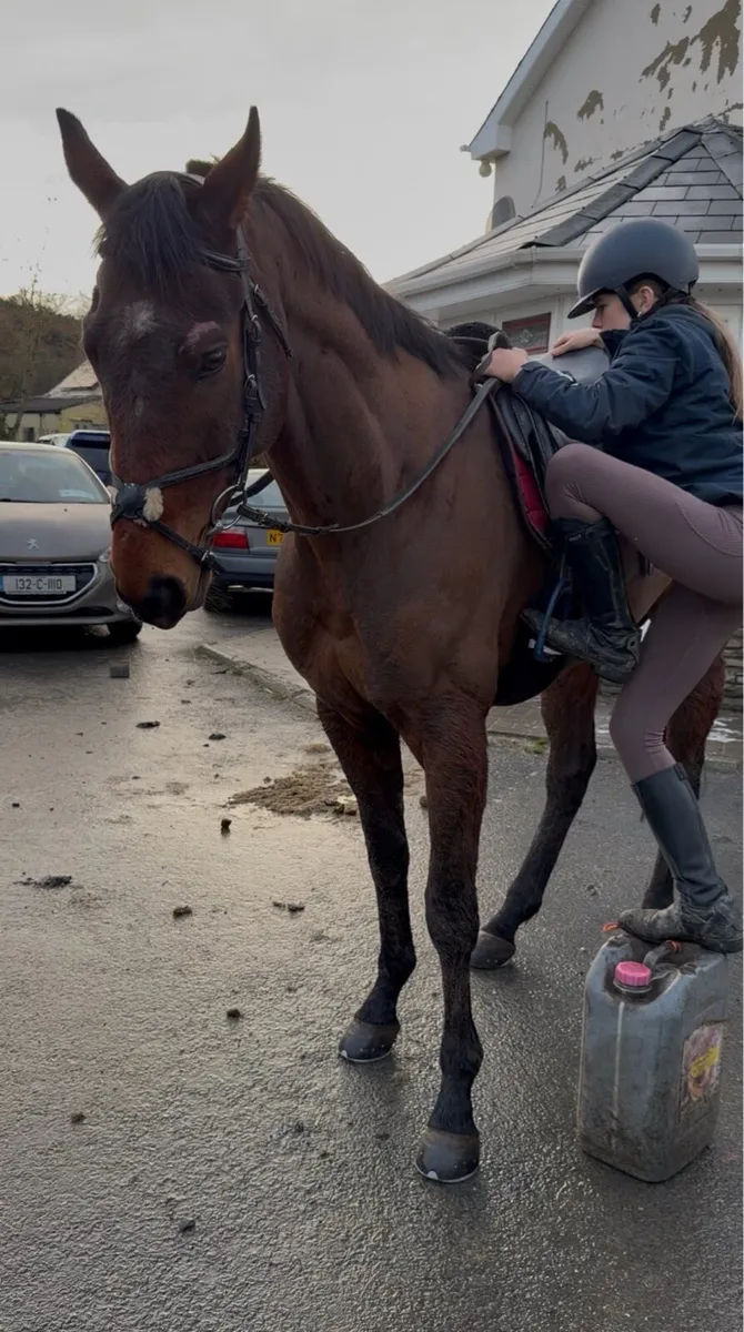 Riding Horse - Image 3