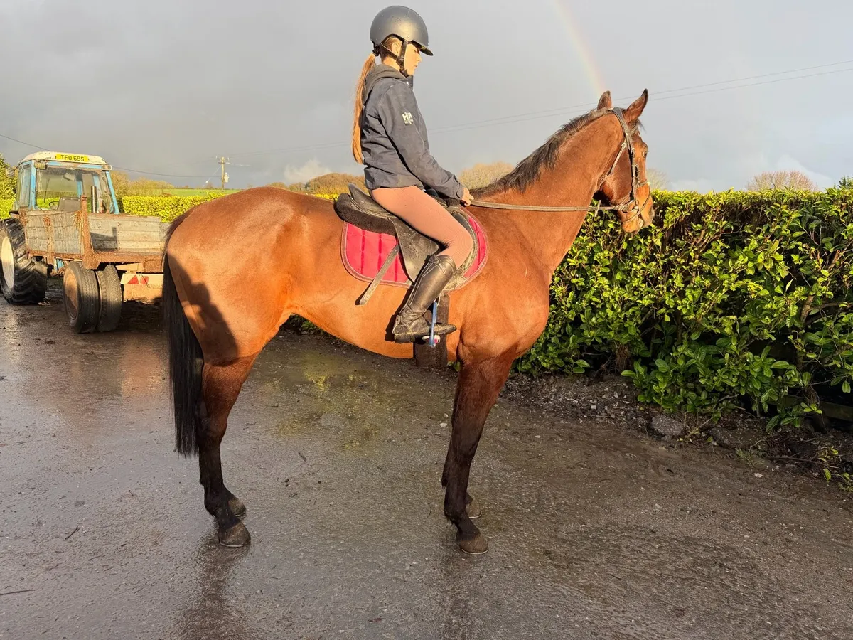 Riding Horse - Image 4