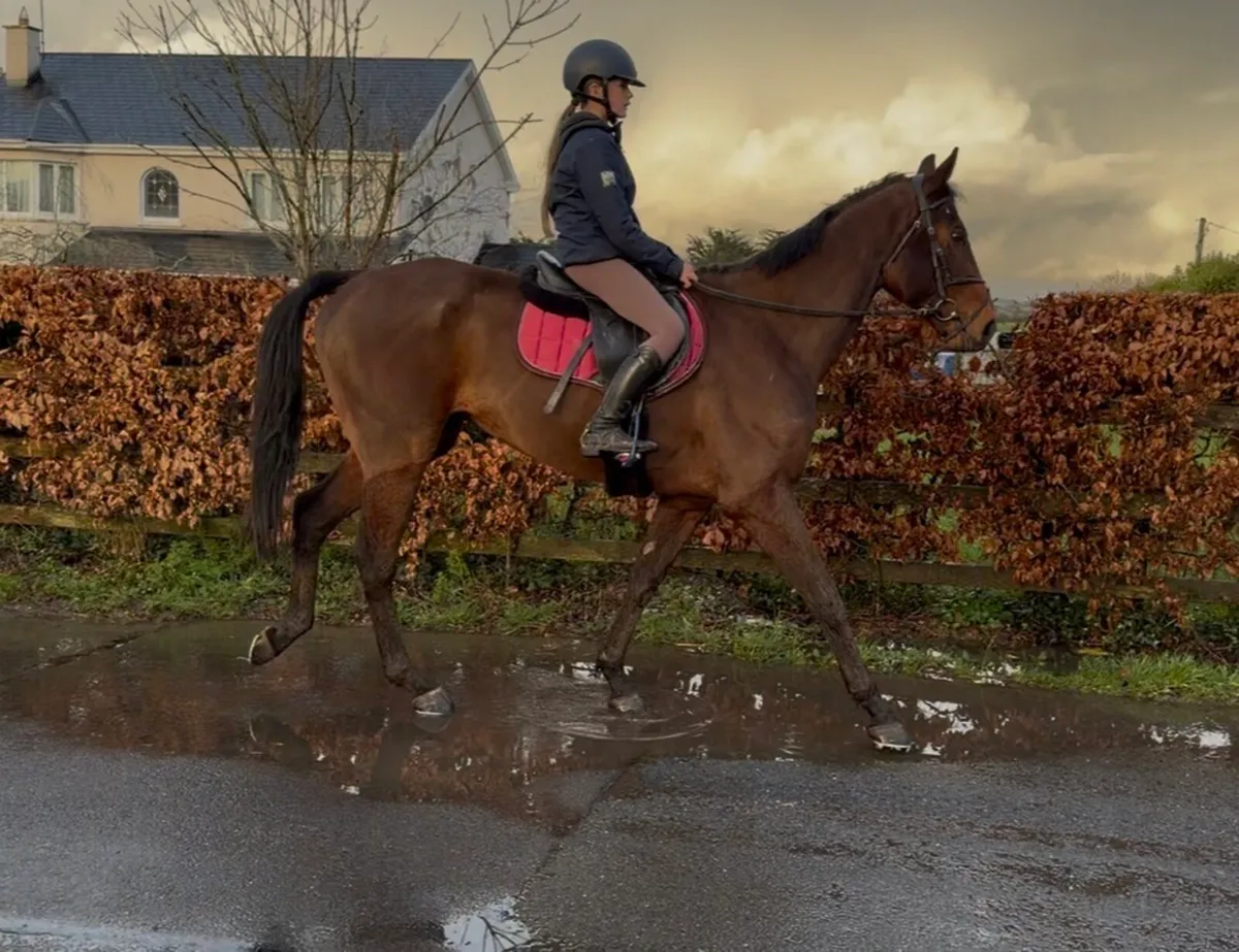 Riding Horse - Image 1