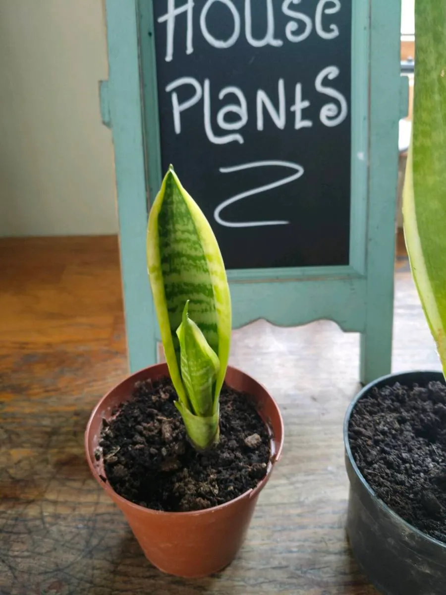 Mother-in-law's tongue, also known as snake plant - Image 3