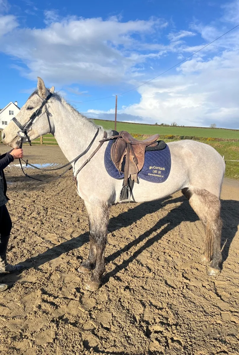 Beautiful Full Connemara Class 1 Breeding - Image 1