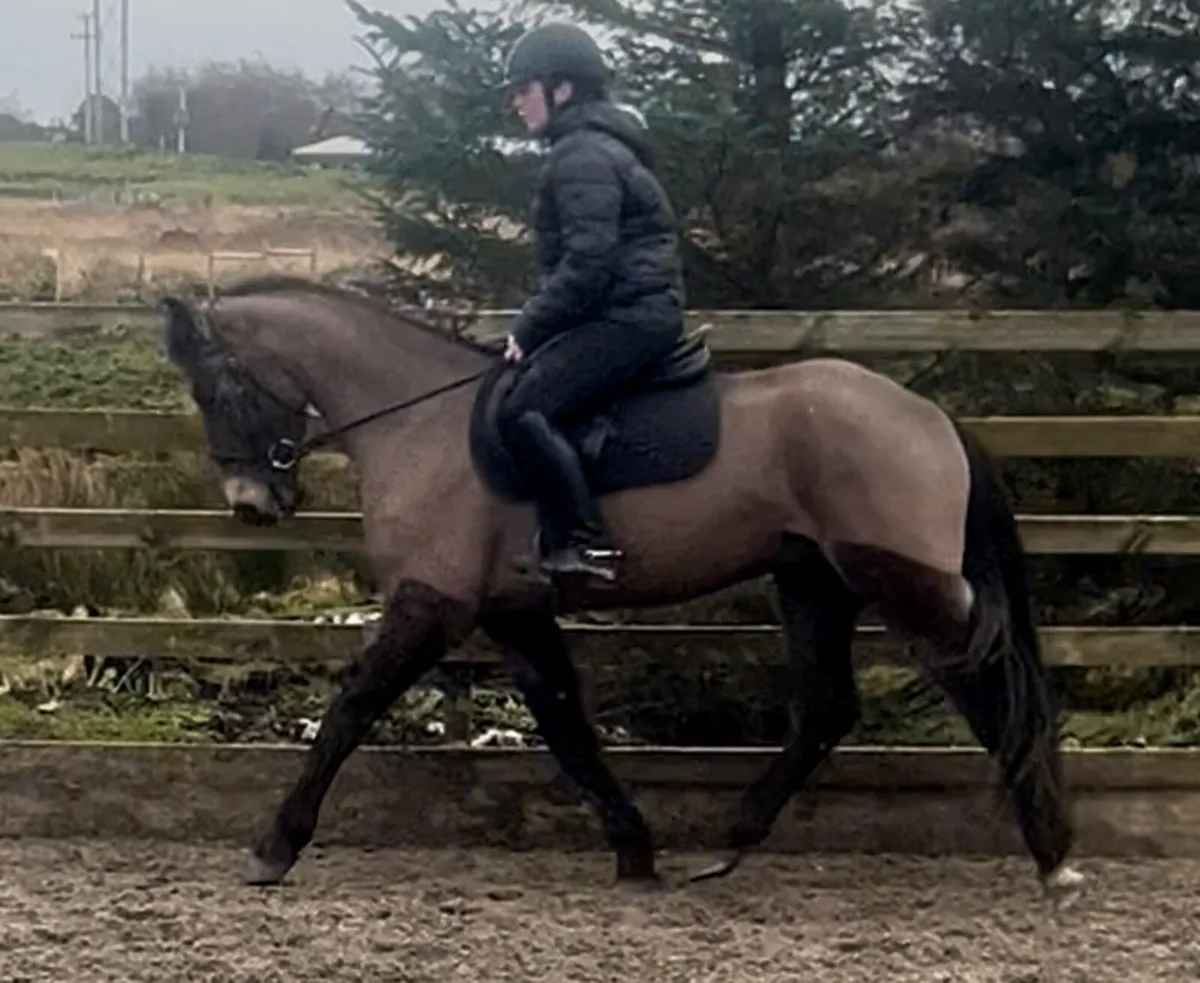 Connemara ponies - Image 1
