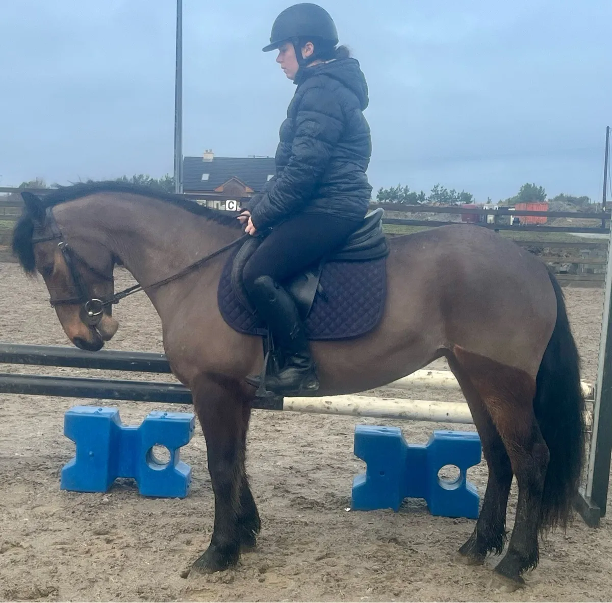 Connemara ponies - Image 2