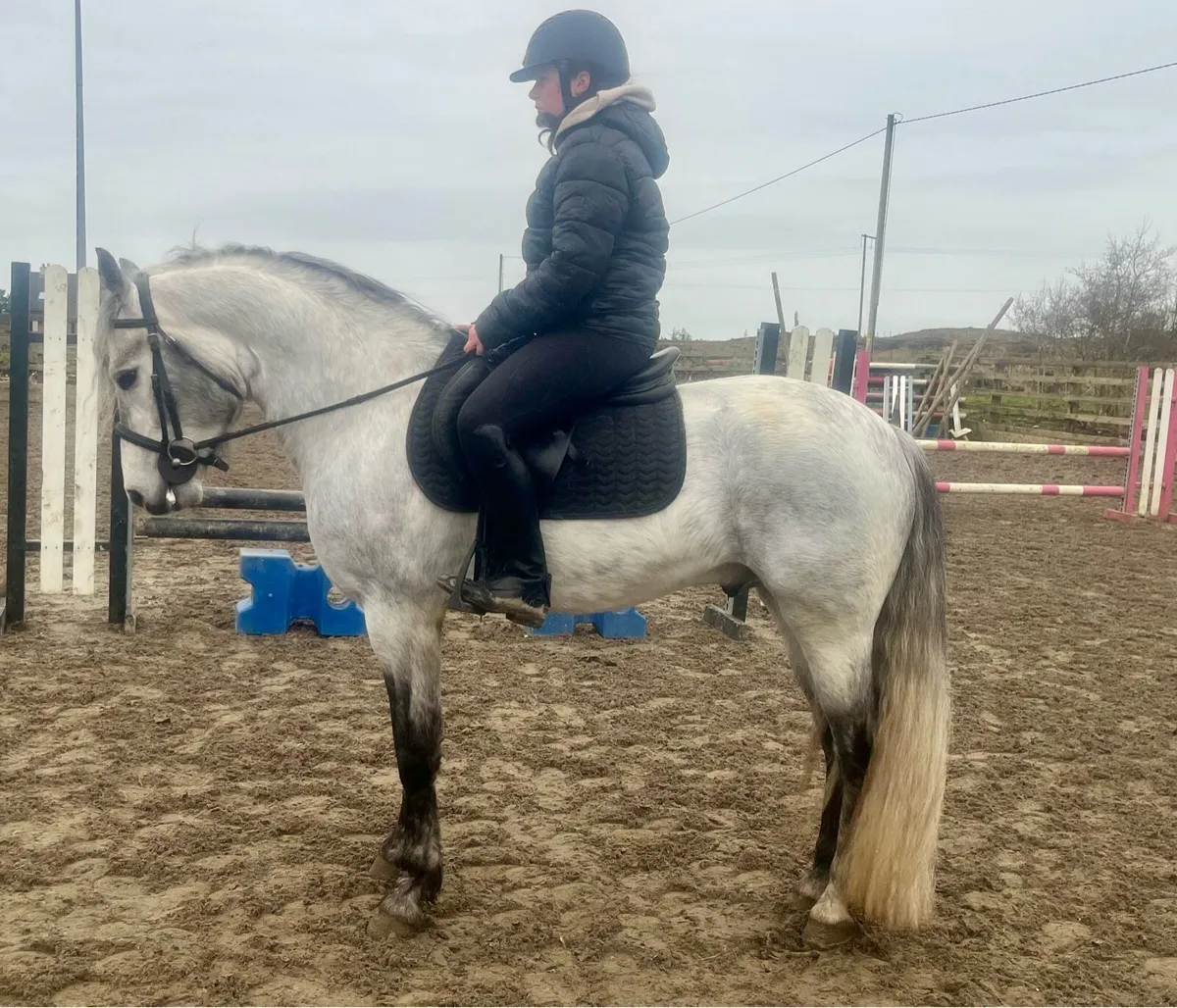 Connemara ponies - Image 3