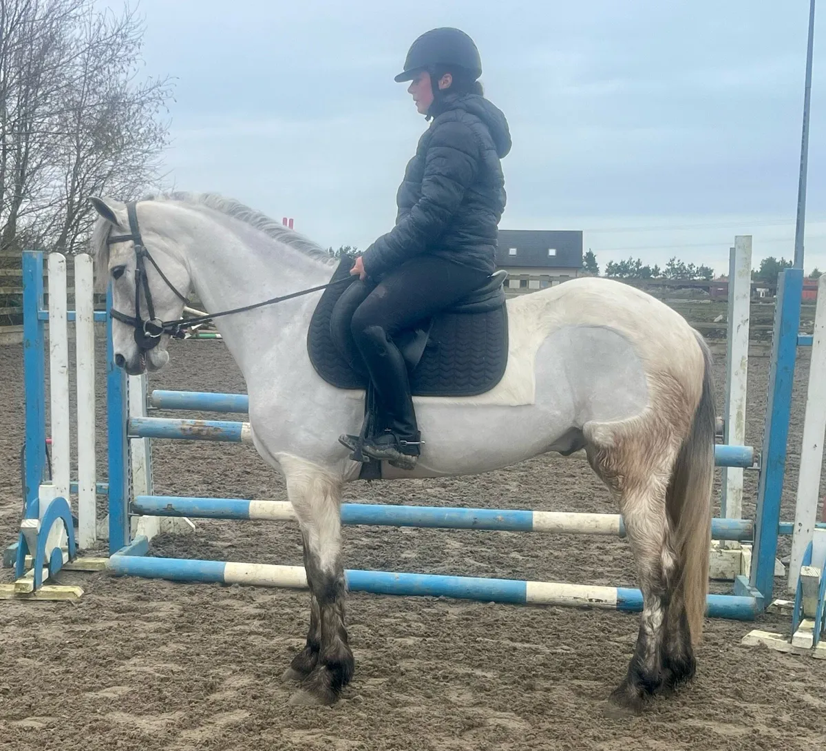 Connemara ponies - Image 4