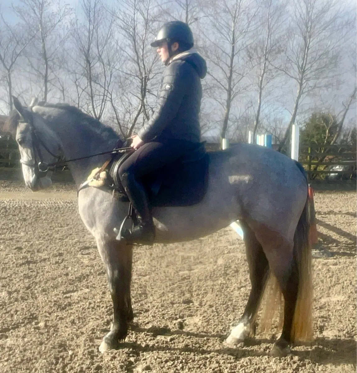 Connemara performance pony - Image 1