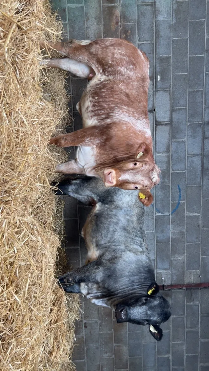 2 super heifers - Image 2