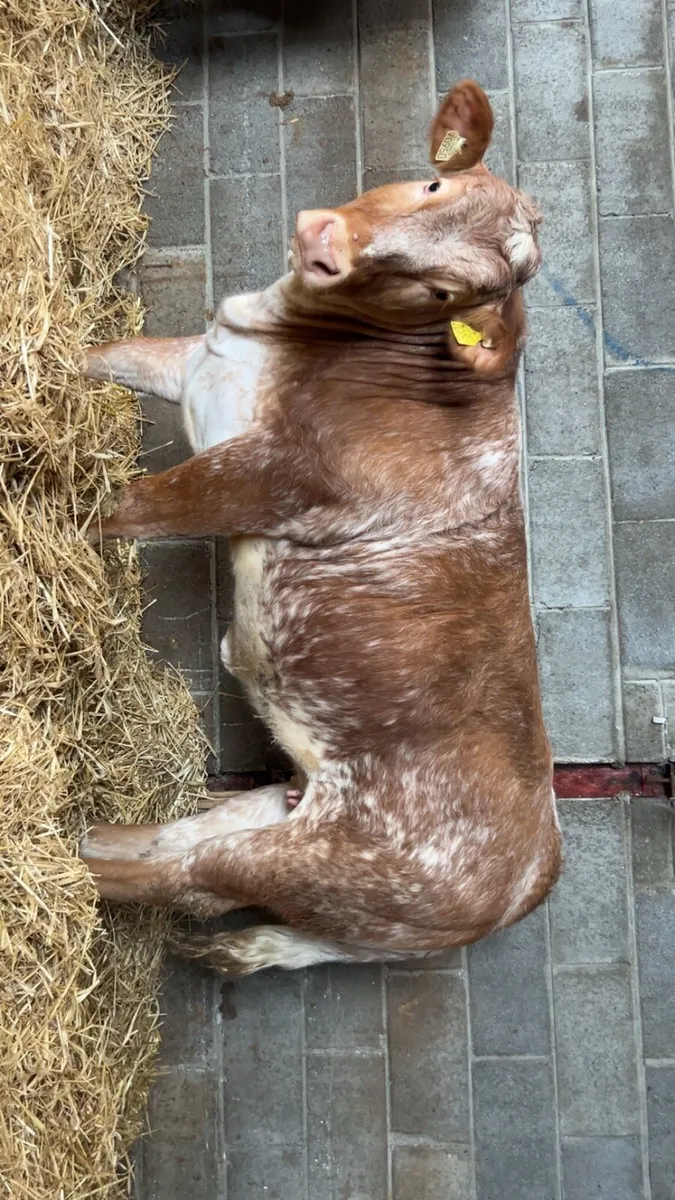 2 super heifers - Image 3