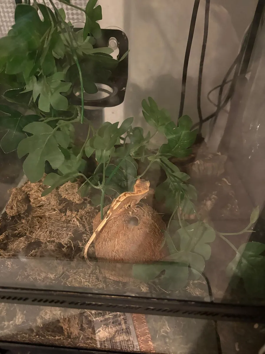 Gecko crested lizard - Image 1