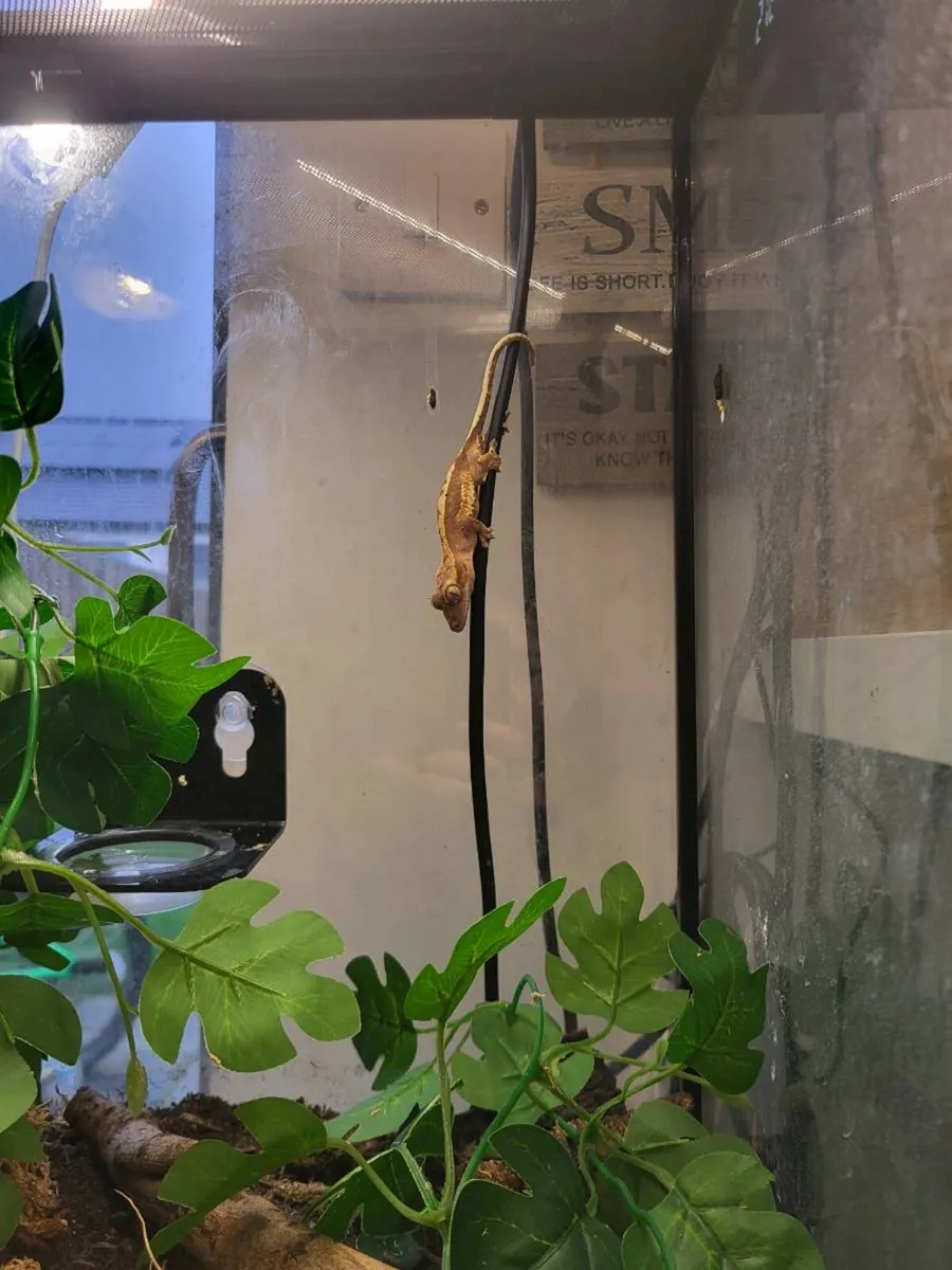 Gecko crested lizard - Image 2