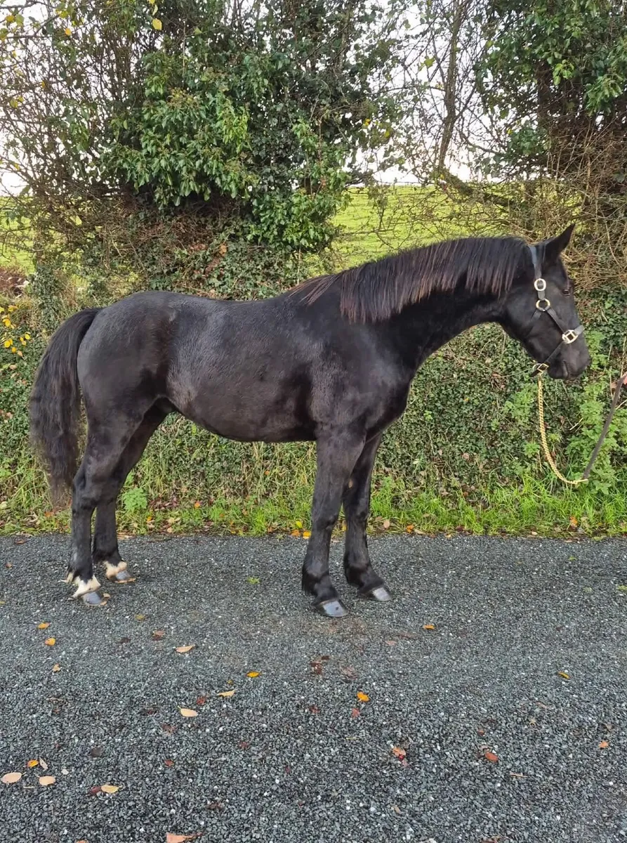 15.2hh Full Irish Draft Black Gelding | 4yo - Image 2