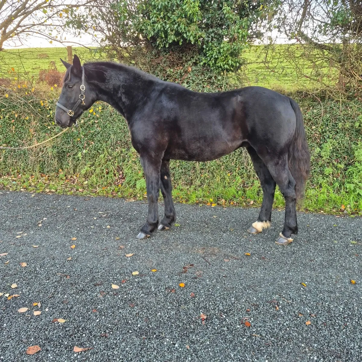 15.2hh Full Irish Draft Black Gelding | 4yo - Image 4