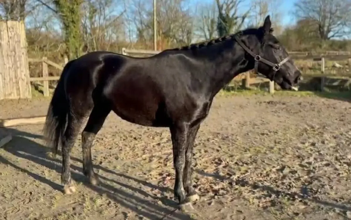 15.2hh Full Irish Draft Black Gelding | 4yo - Image 3