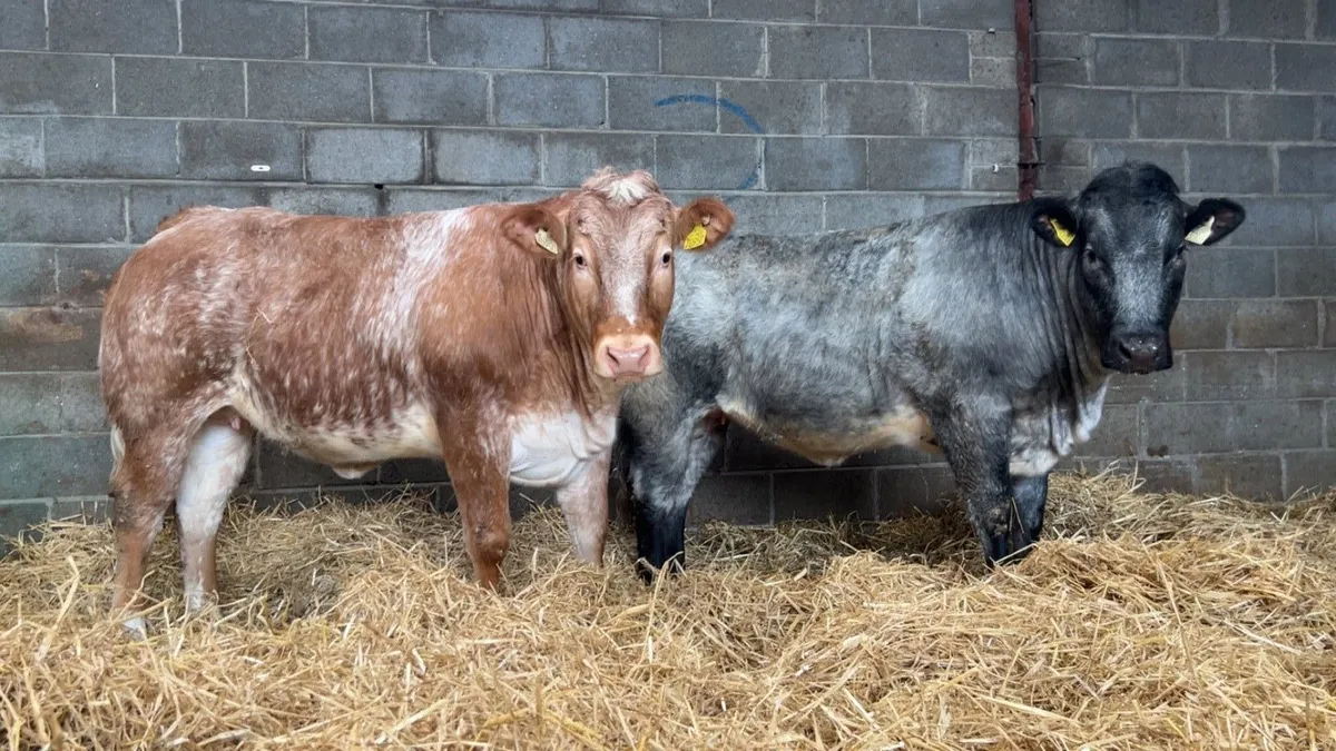 2 super heifers - Image 1