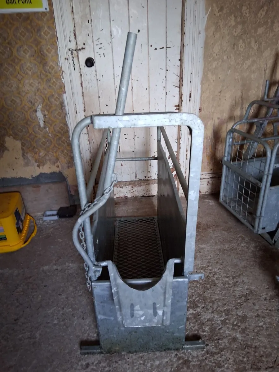 Calf dehorner crate. - Image 2