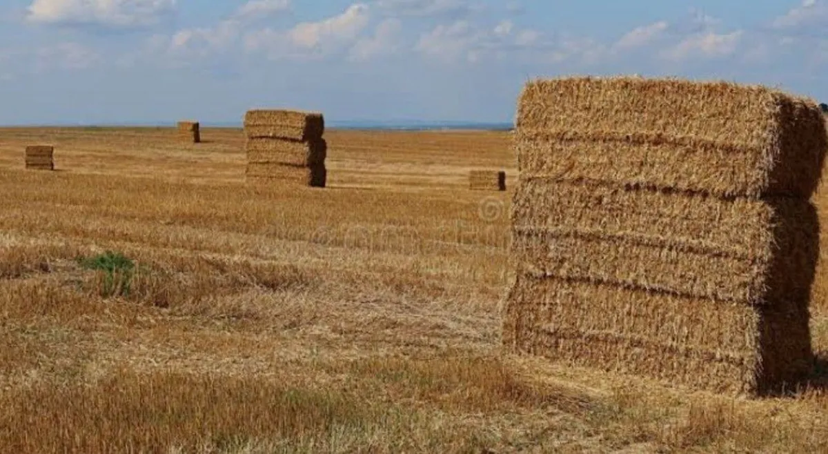 Straw wheat barley Square round bales - Image 1