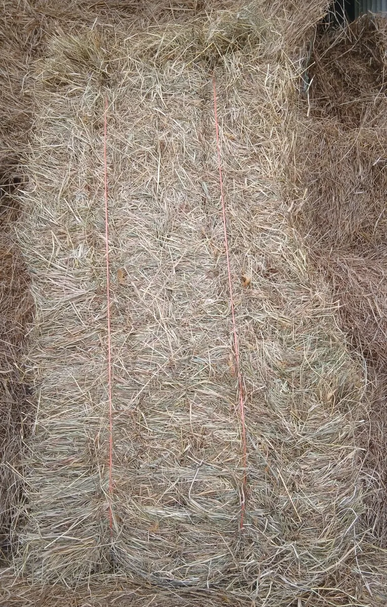 Hay - Image 1
