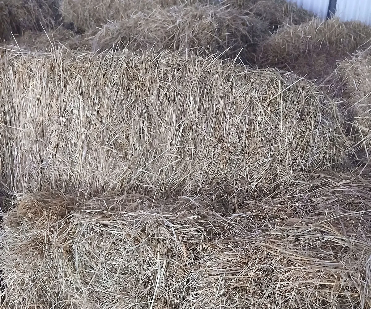 Hay - Image 2