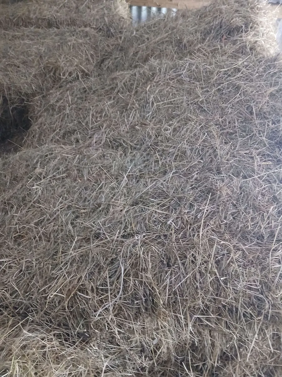 Hay - Image 4