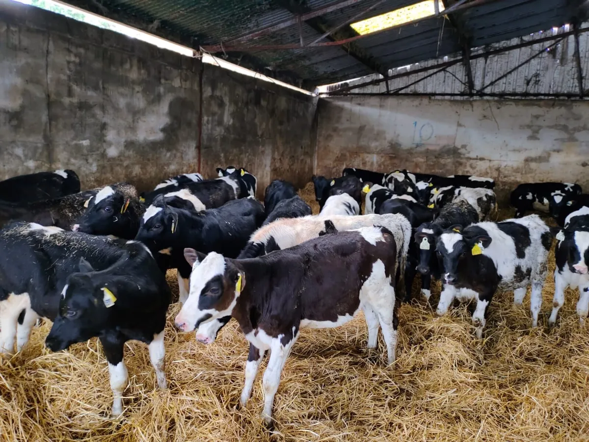 Weaned Friesian Heifer Calves - Image 1