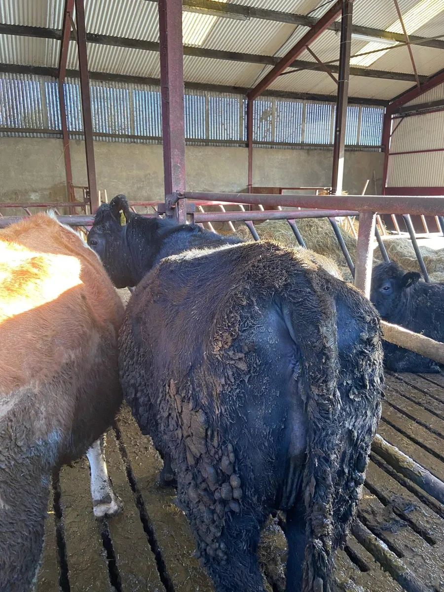 Incalf Angus heifer - Image 4