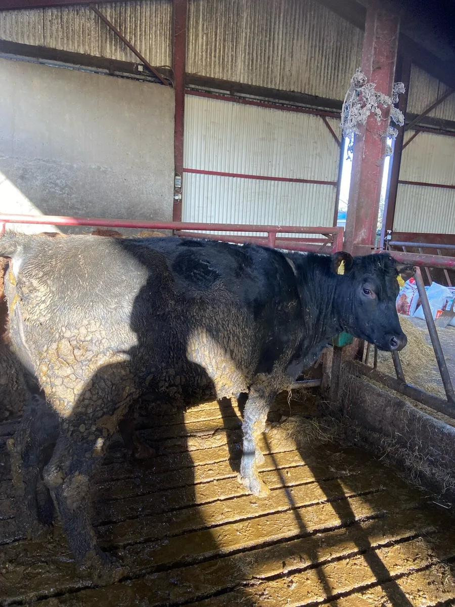 Incalf Angus heifer - Image 1