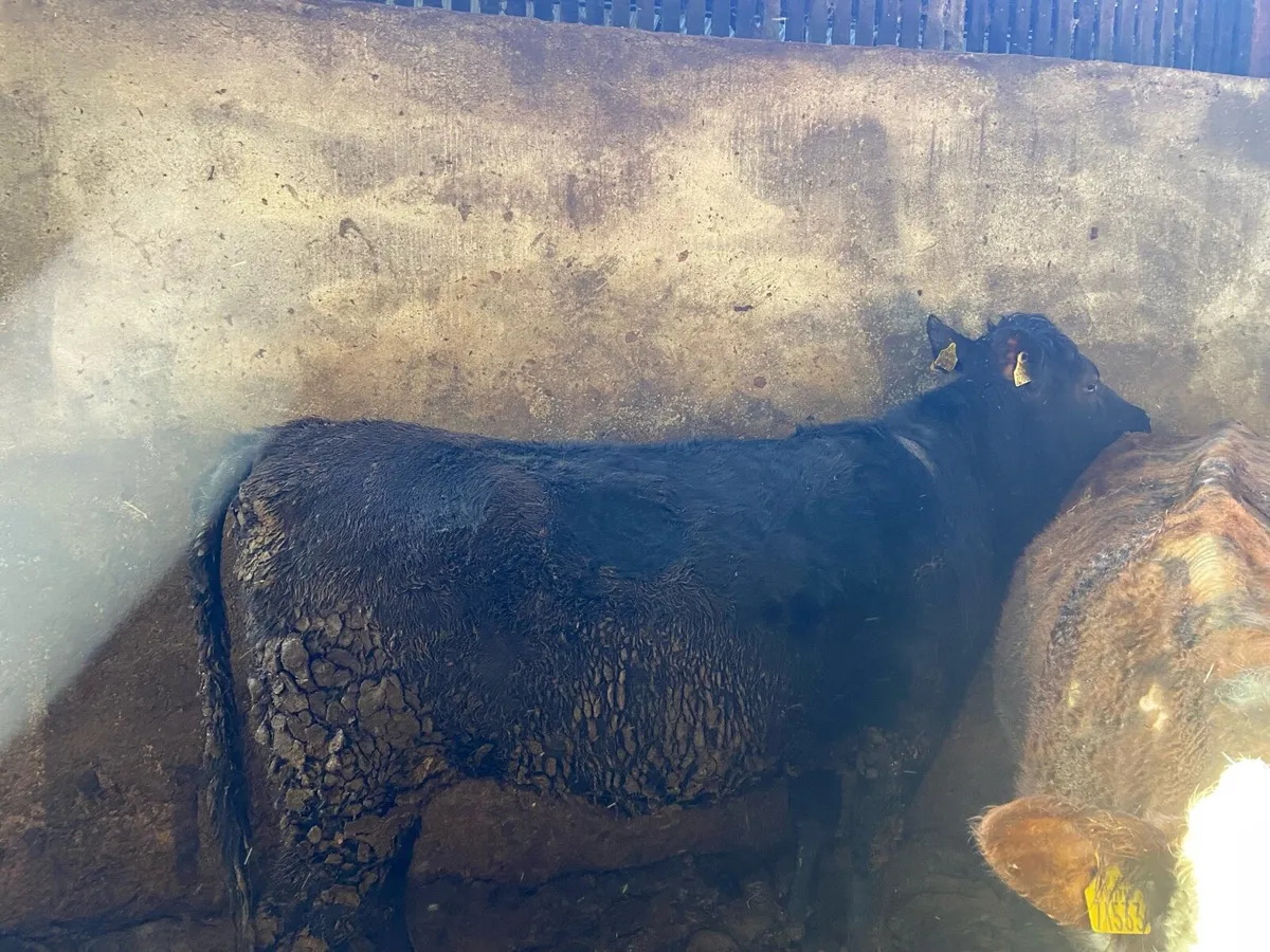 Incalf Angus heifer - Image 2