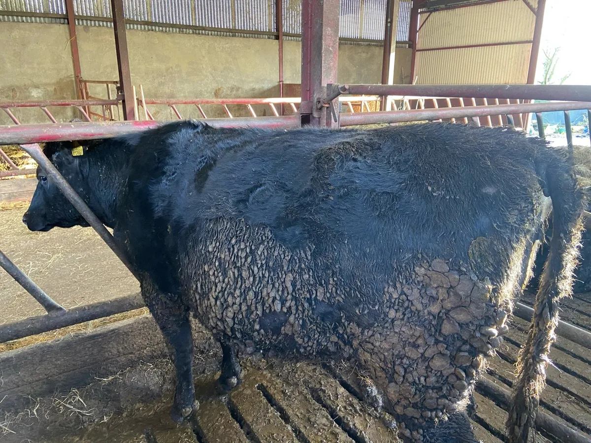 Incalf Angus heifer - Image 3