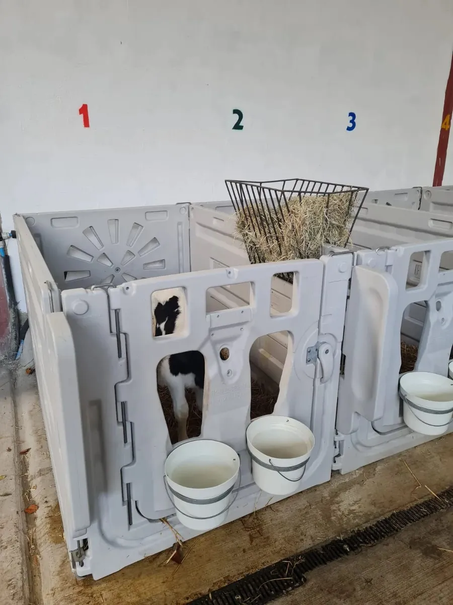 Calf Penning - Image 1