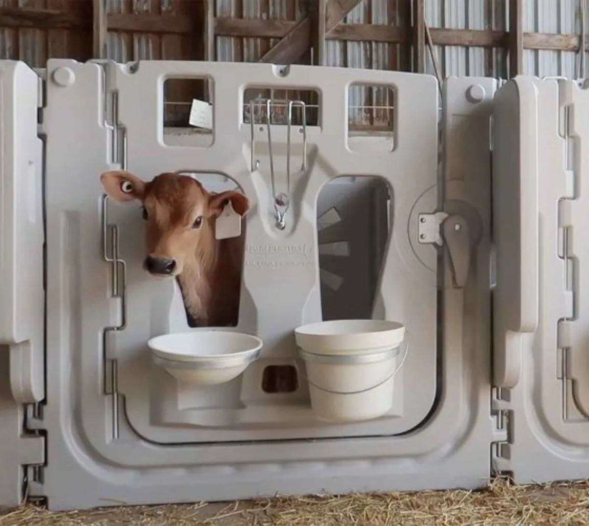 Calf Penning - Image 2