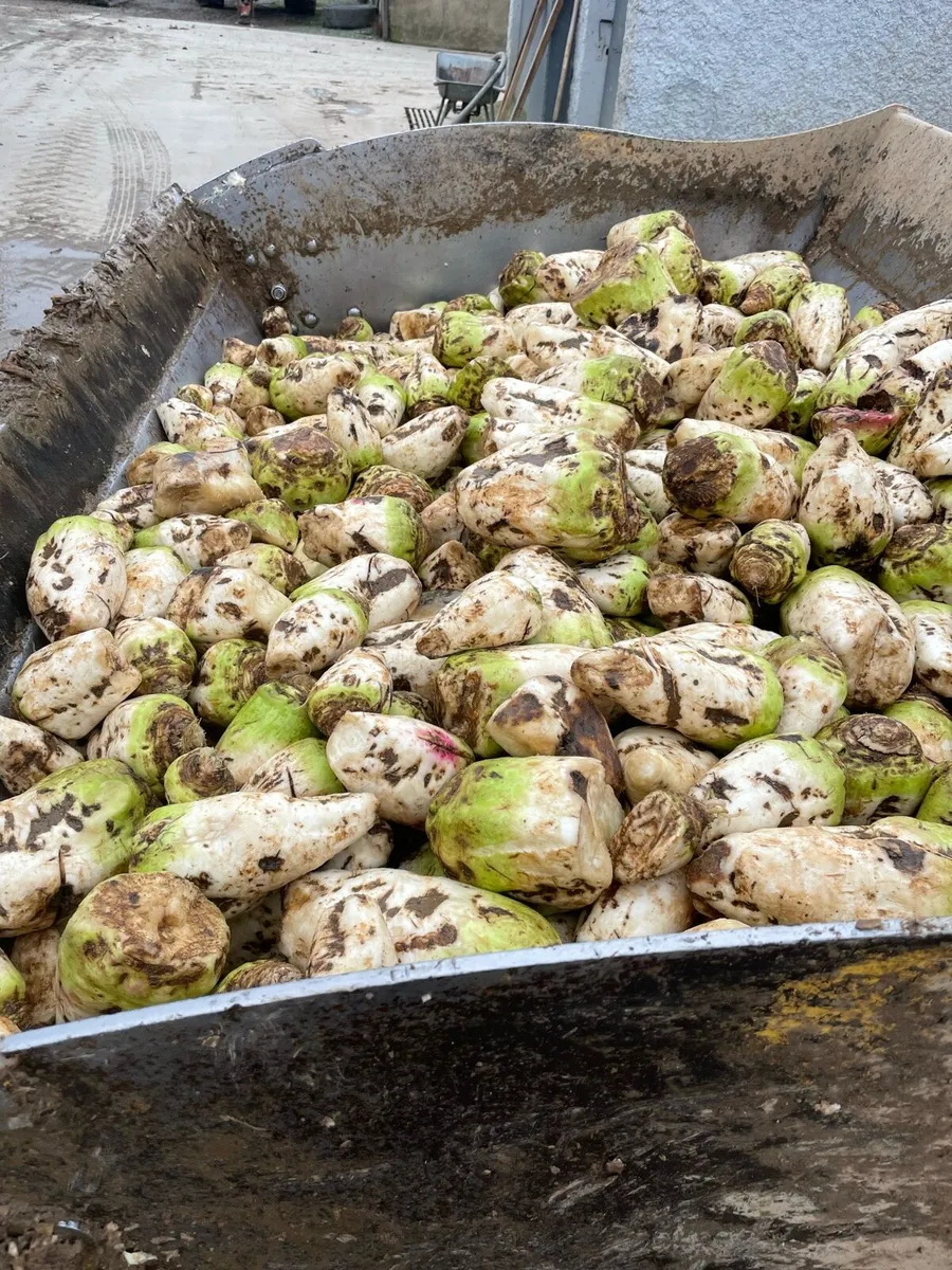 Fodder beet for sale