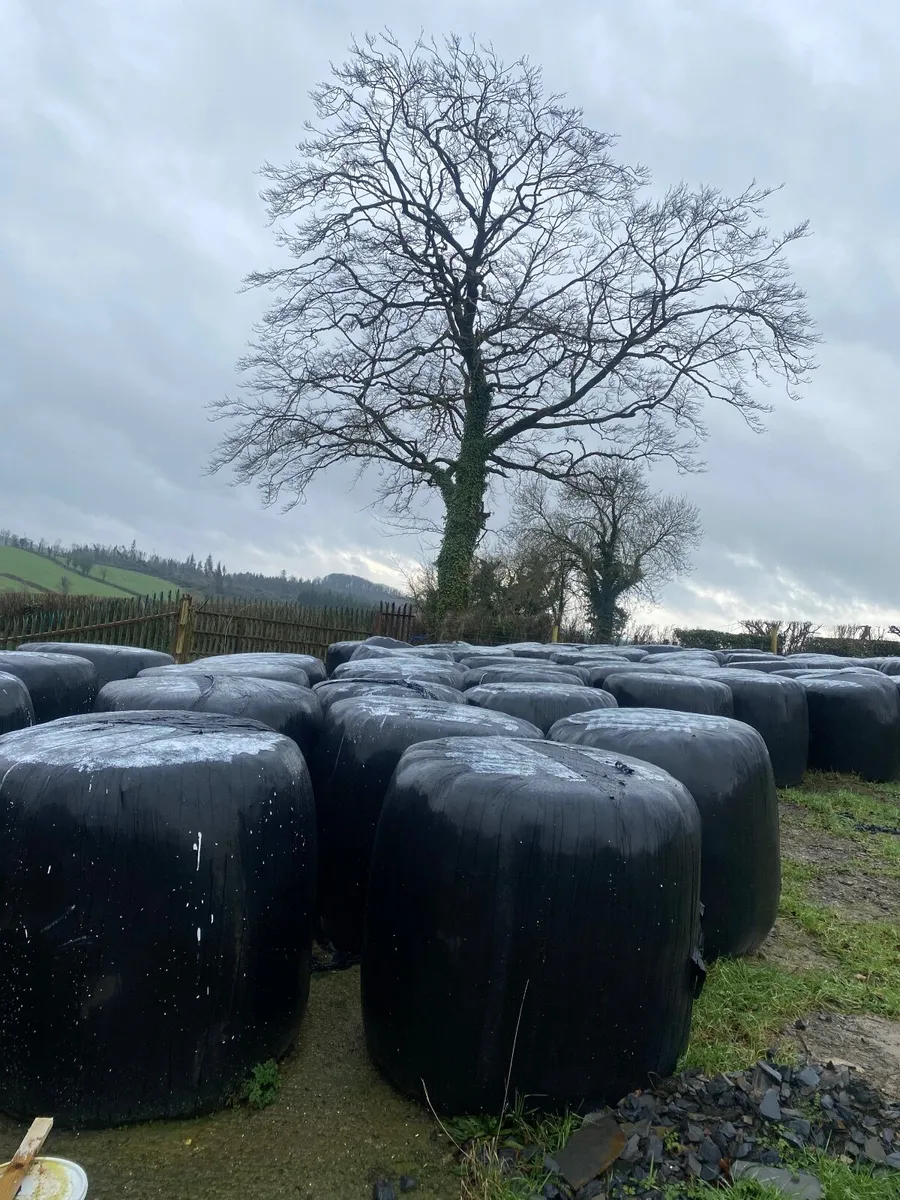 Silage round bales