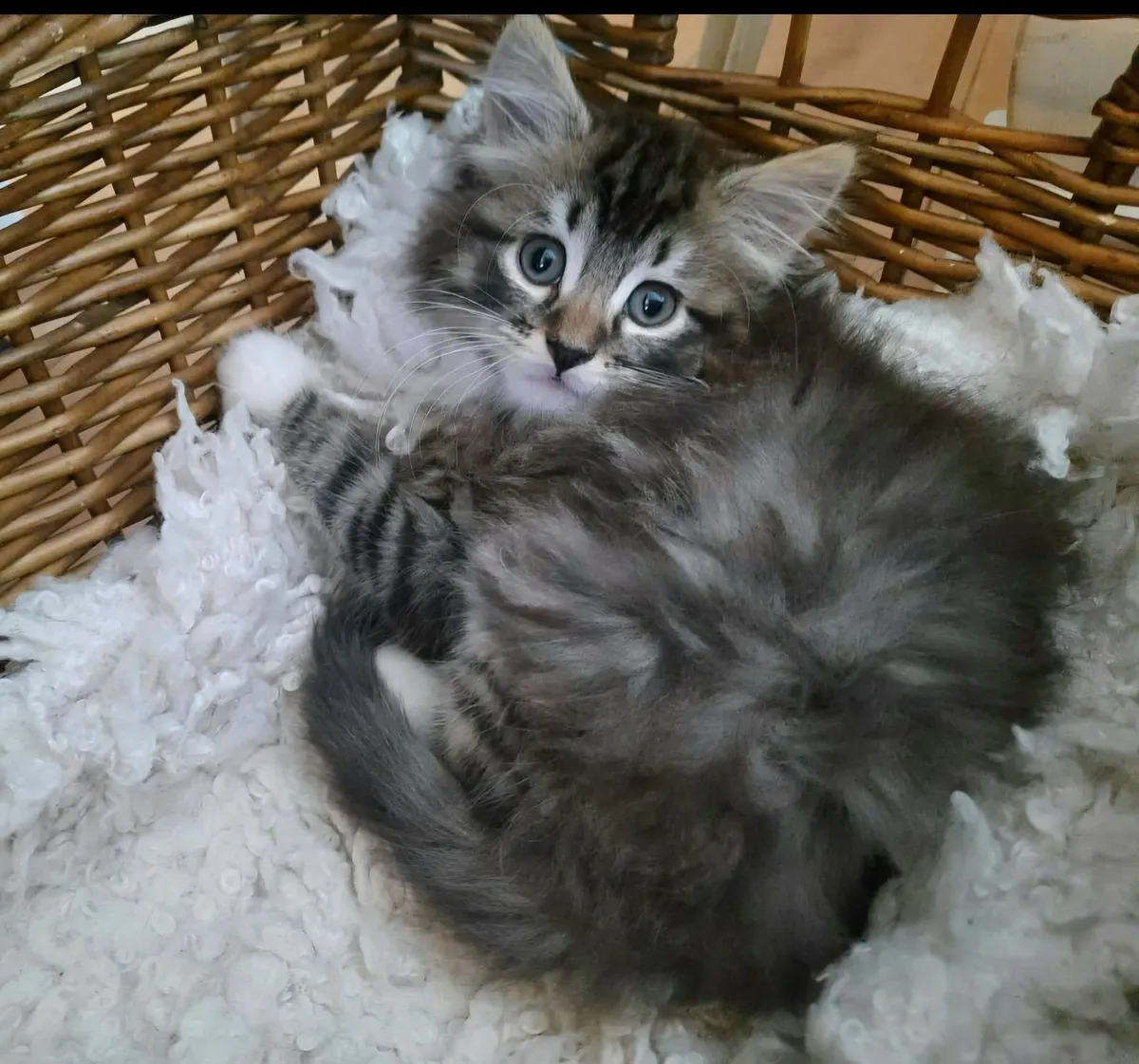 Beautiful Fluffy/Long-Haired Kittens - Image 1