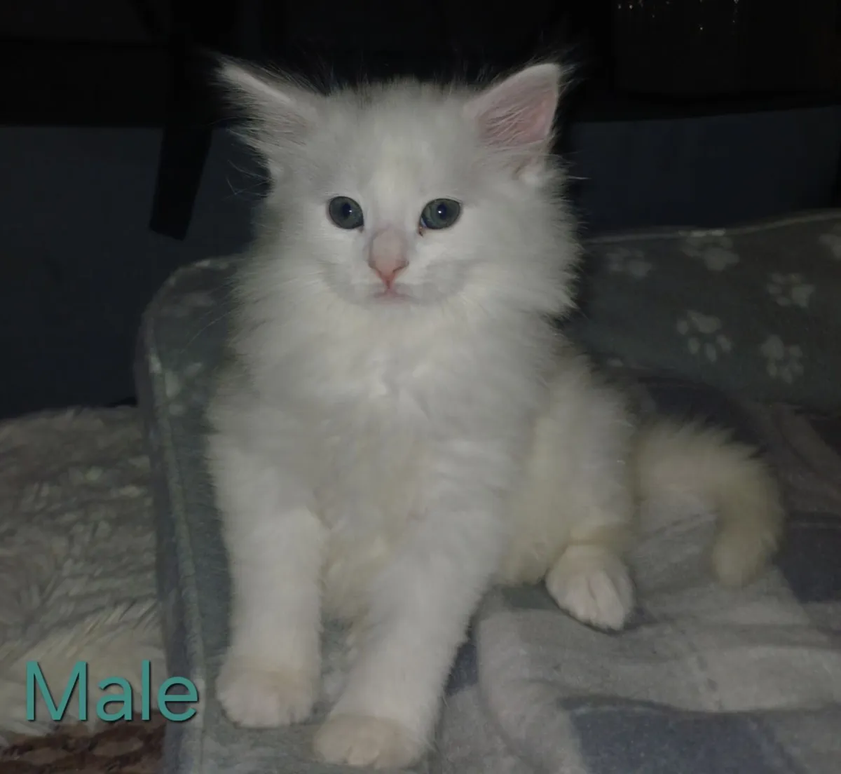 Beautiful Fluffy/Long-Haired Kittens - Image 3