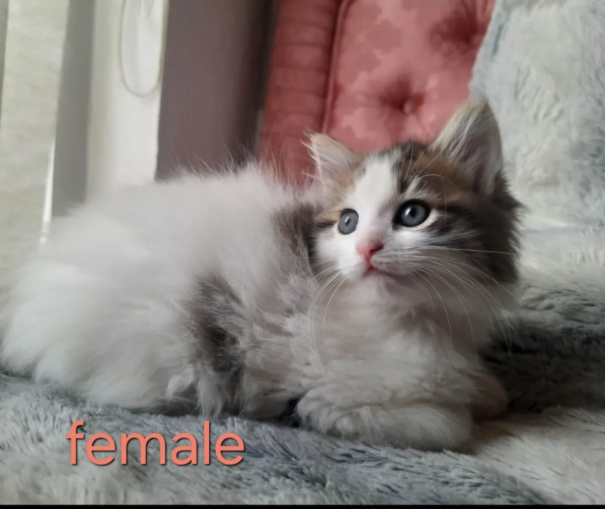 Beautiful Fluffy/Long-Haired Kittens (only 2 left) - Image 4