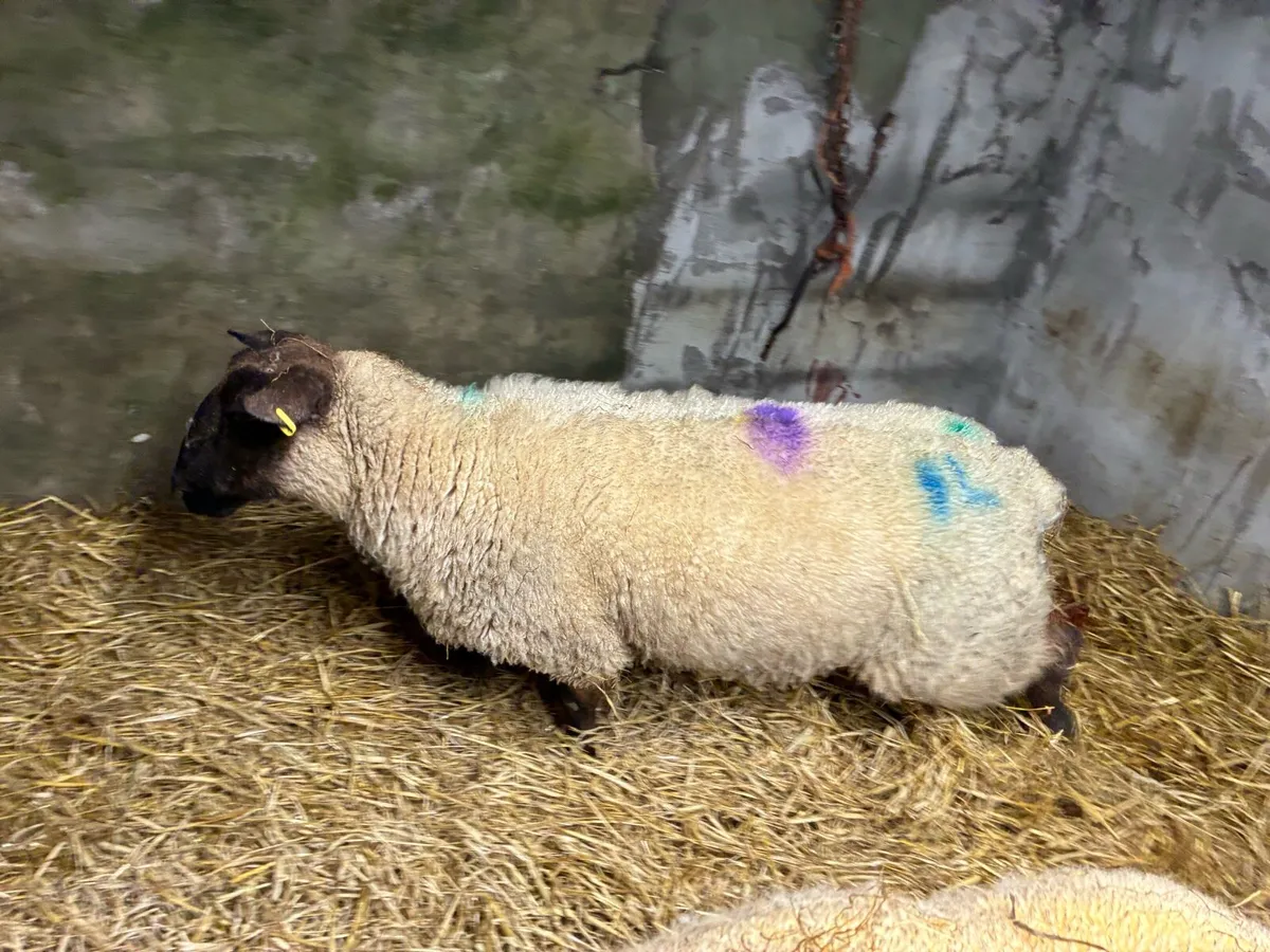 Foster ewe - Image 1