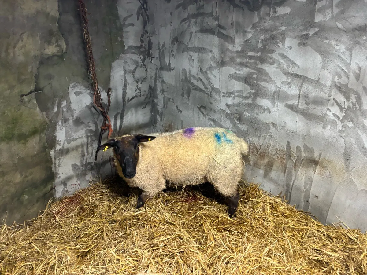 Foster ewe - Image 2