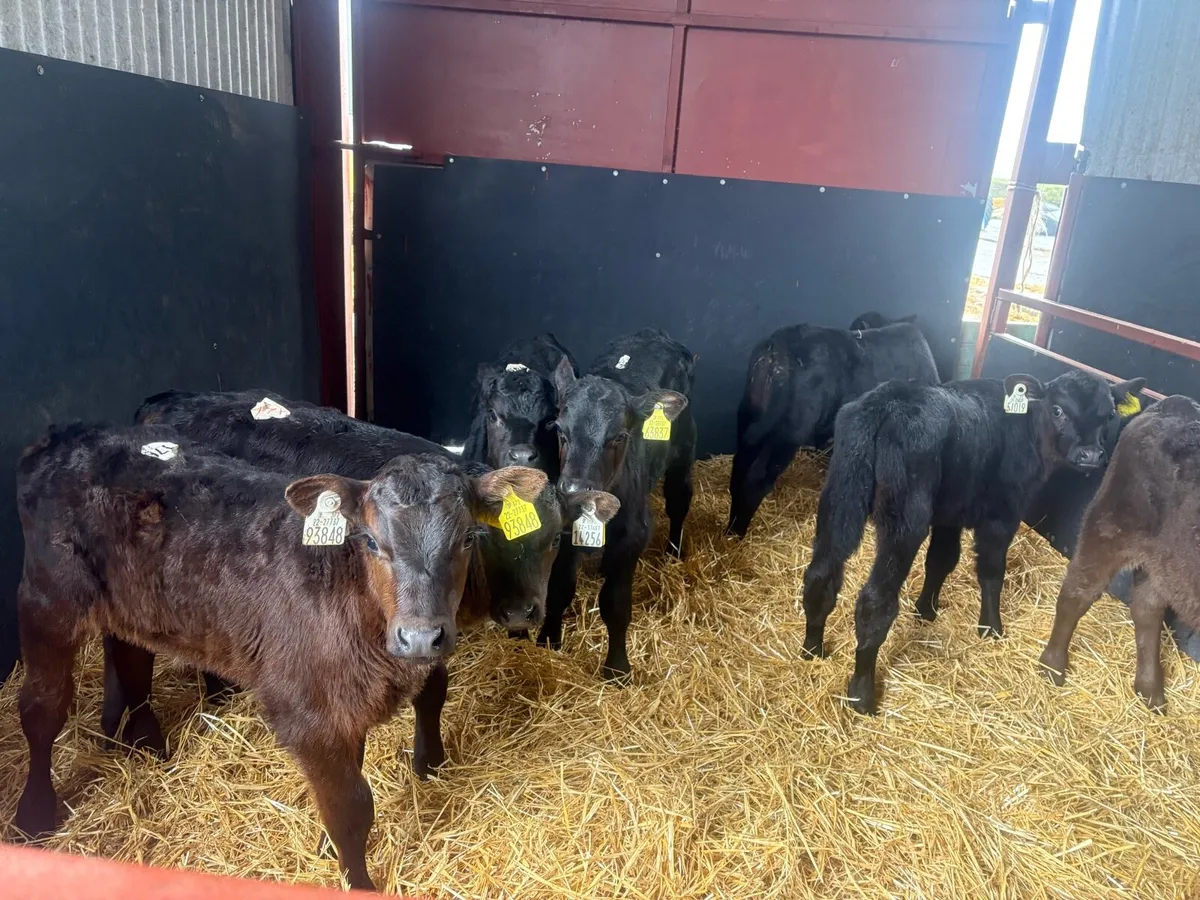 15 aax bull calves - Image 1